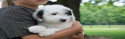 Mini Goldendoodle dogs for sale: Reina  - Ad 3