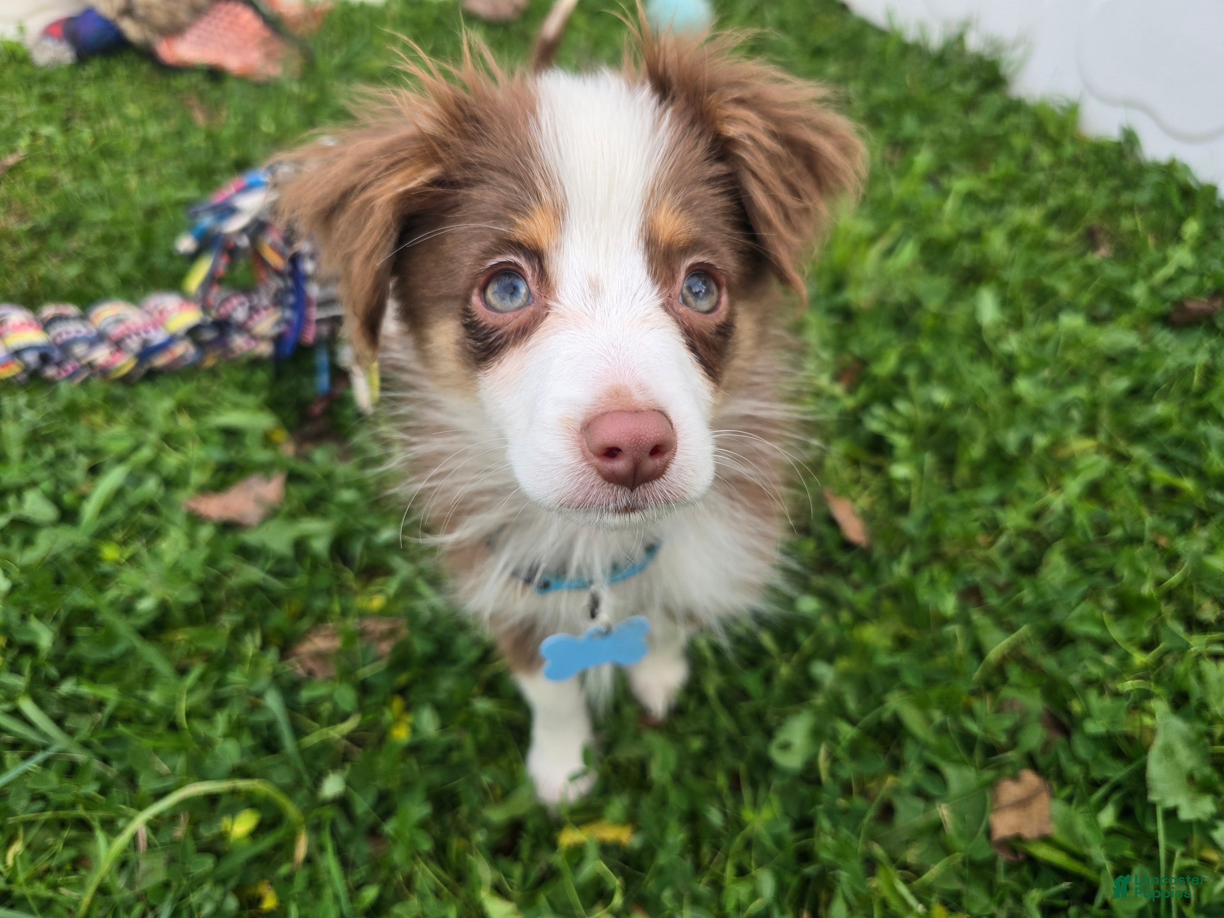 Toy Australian Shepherd dogs for sale: Boy 4 - Ad 2