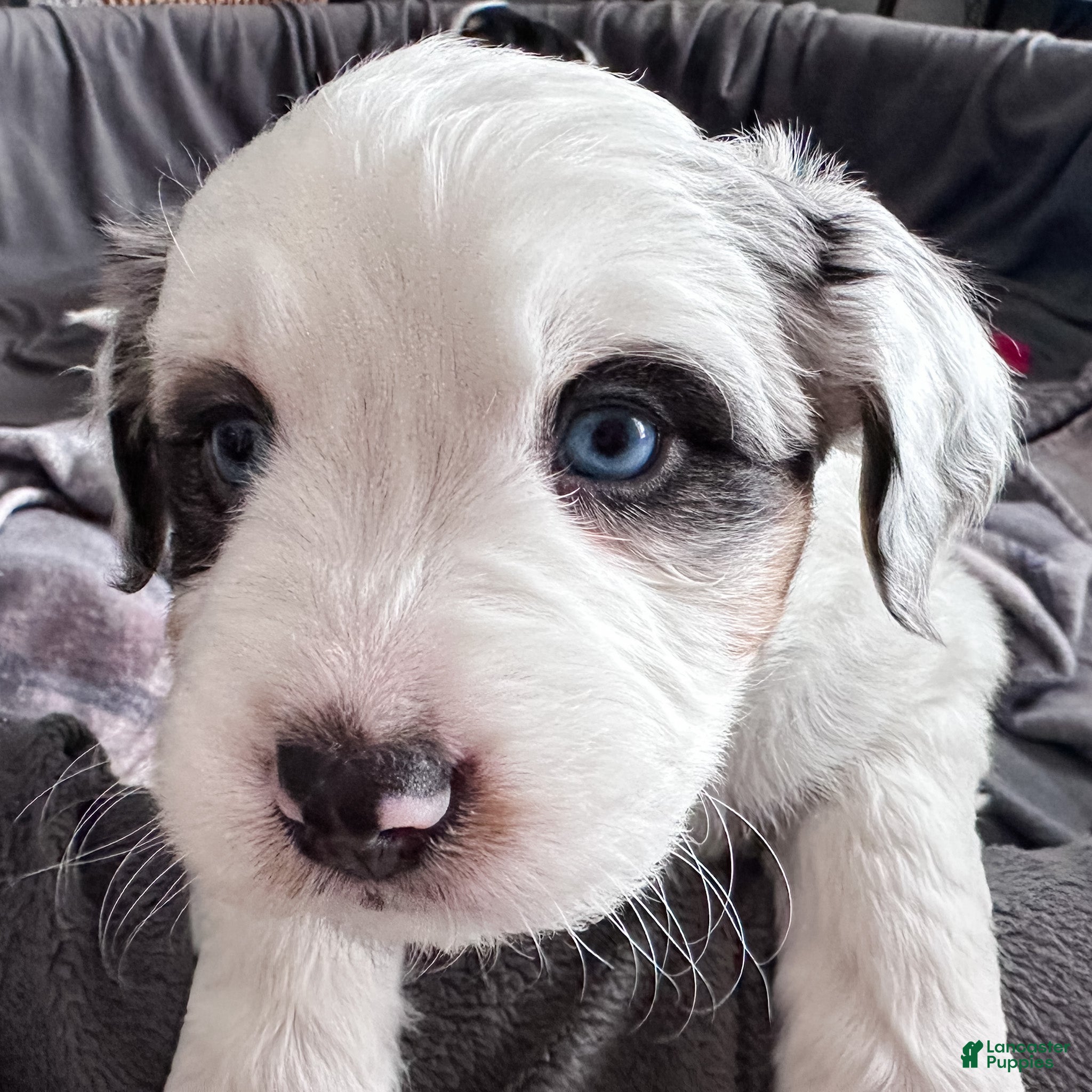 Mixed Breed dogs Waffles - Ad 1