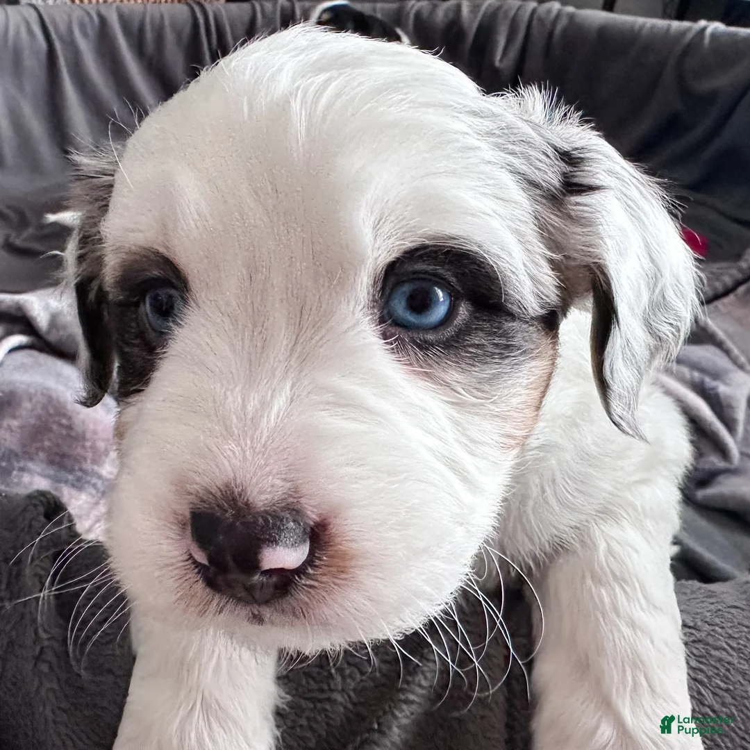 Mixed Breed dogs for sale: Waffles - Ad 1