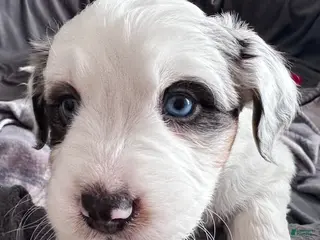 Mixed Breed dogs for sale: Waffles - Ad 4