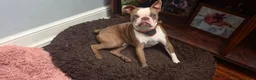 Mixed Breed dogs for sale: Cider - Ad 5