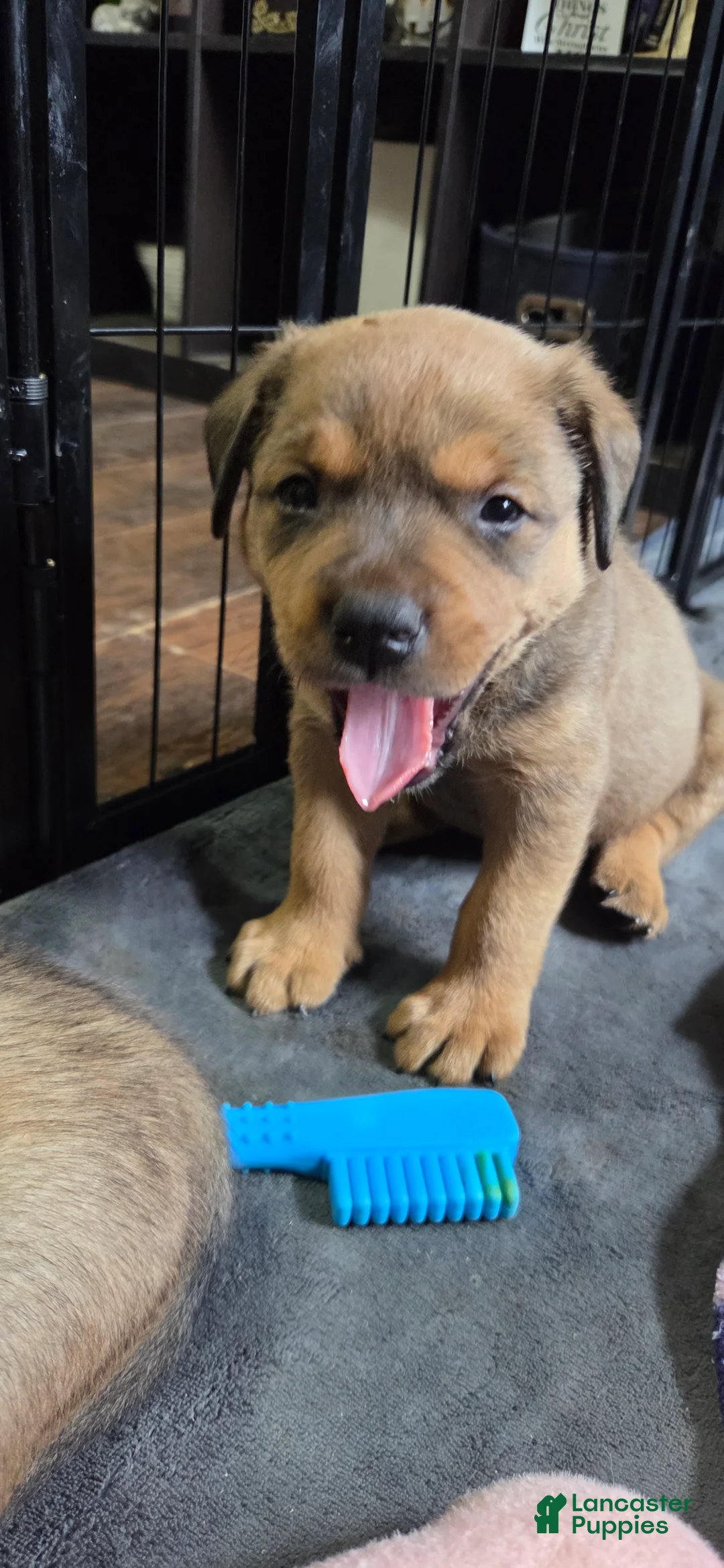 Mixed Breed dogs for sale: Sumo - Ad 1