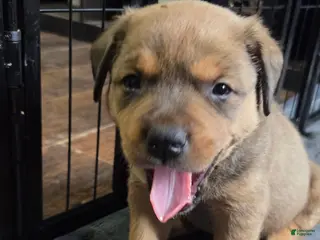 Mixed Breed dogs for sale: Sumo - Ad 1