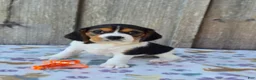 Beaglier dogs for sale: Poppy - Ad 3