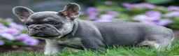 French Bulldog dogs for sale:  Flora Jane 🩷 - Ad 12