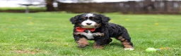 Mini Bernedoodle dogs for sale: Tulsi - Ad 11