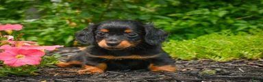 AKC-Jane