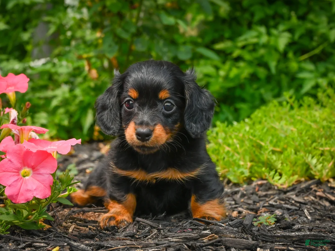 Miniature Dachshund dogs for sale: AKC-Jane - Ad 1