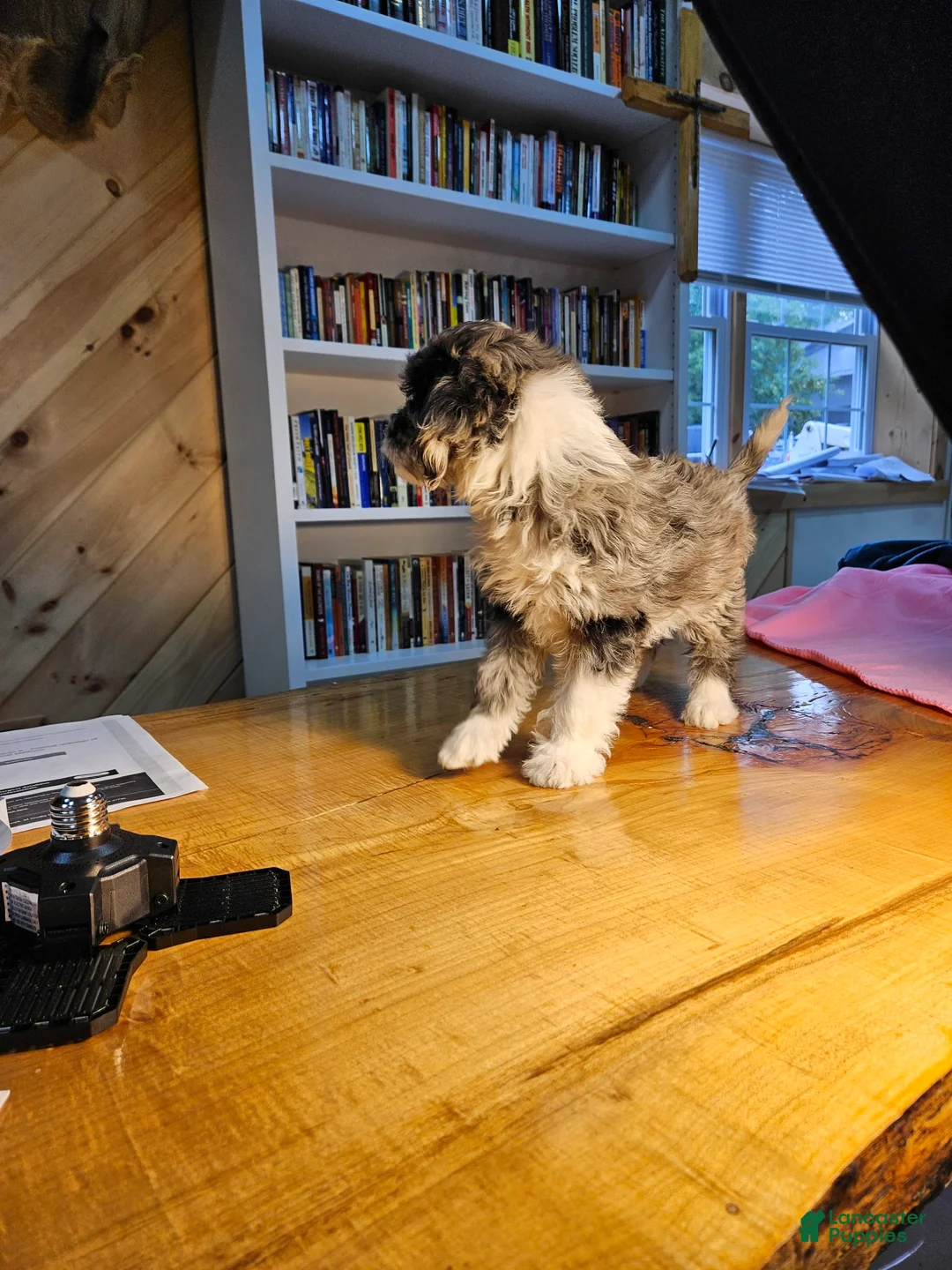 Mixed Breed dogs for sale: Skylar - Ad 2