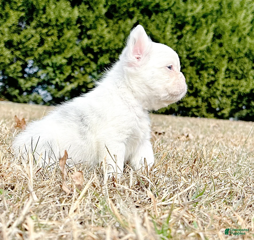 French Bulldog dogs for sale: Kamilla-Full Fluffy Choc & Tan Koi w Testable - Ad 5