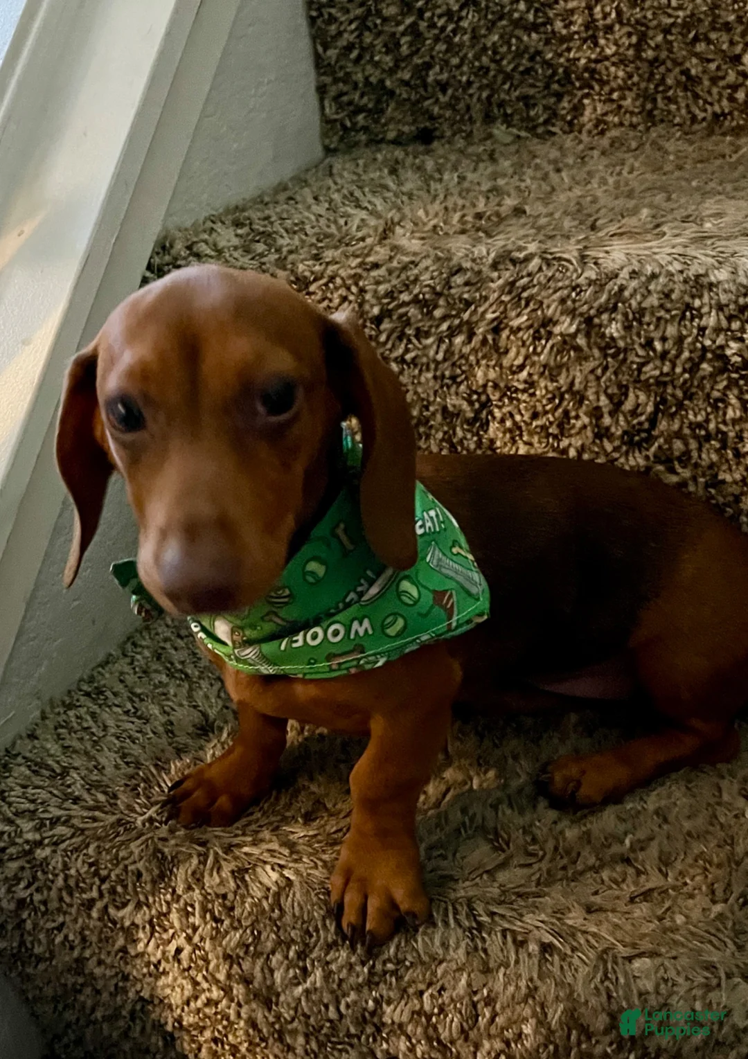 Dachshund dogs for sale: Dachshund 1 - Ad 2