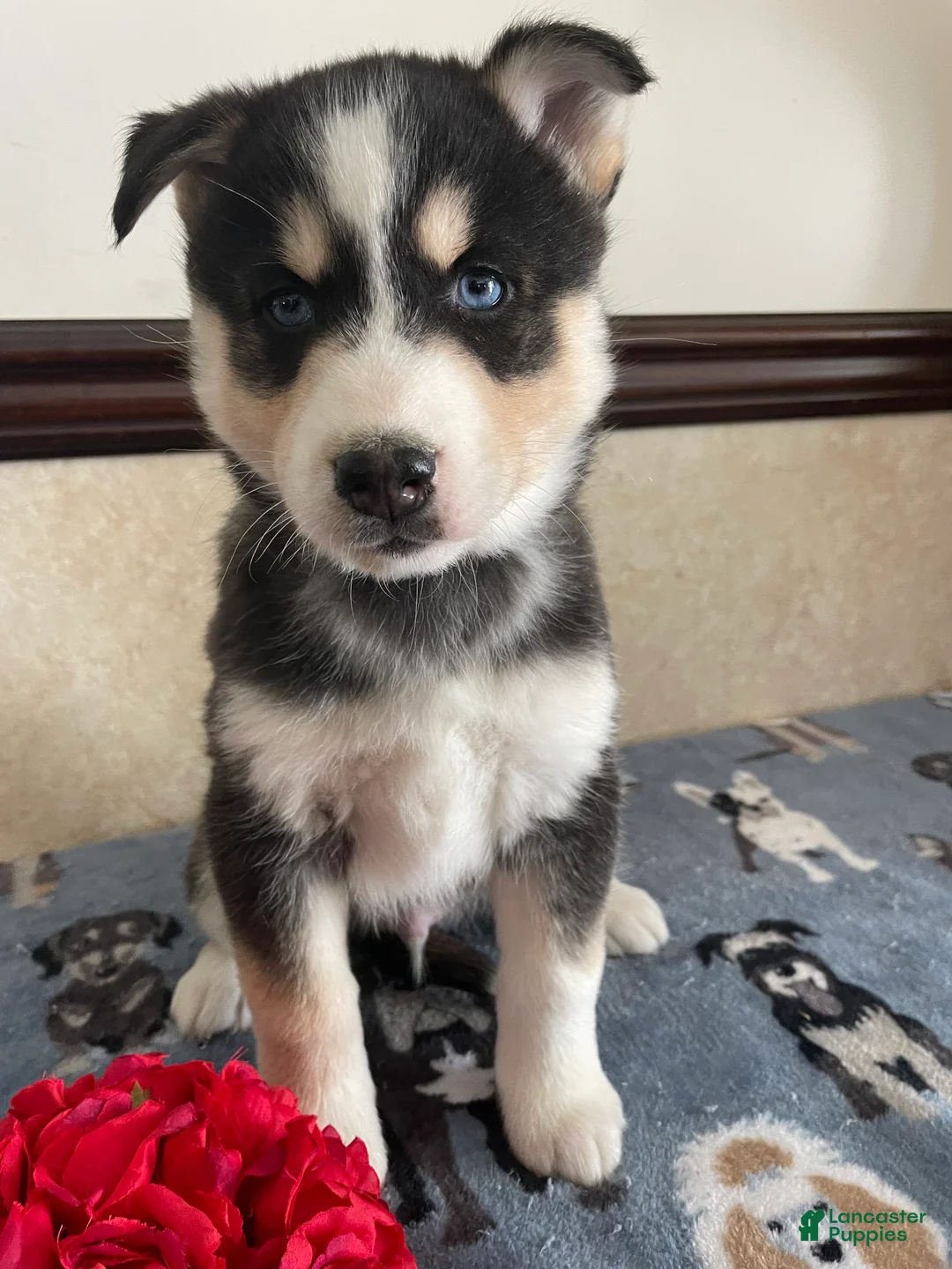 Pomsky dogs for sale: Ross - Ad 3