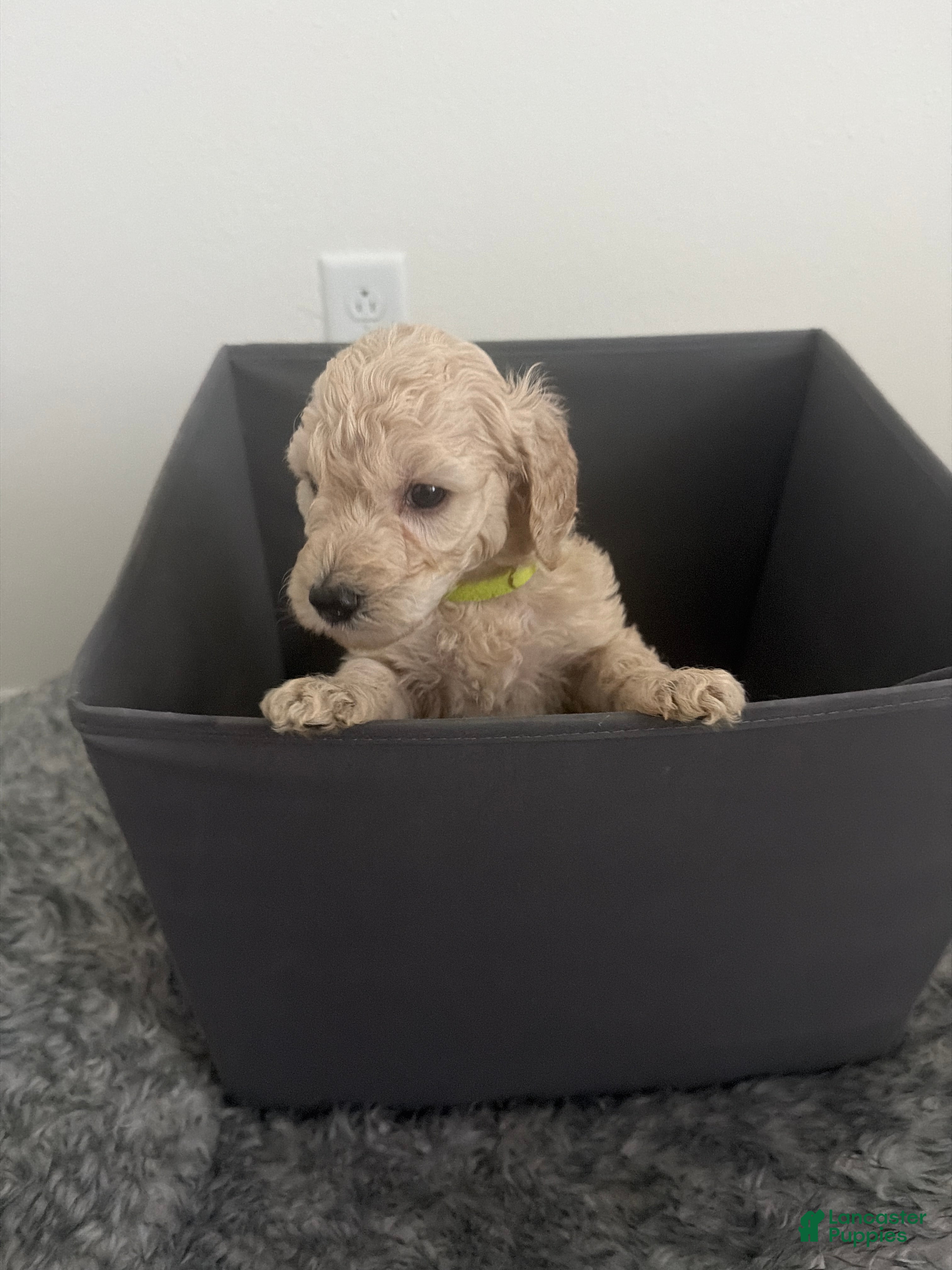 Goldendoodle dogs Goldendoodle (Blonde) - Ad 37
