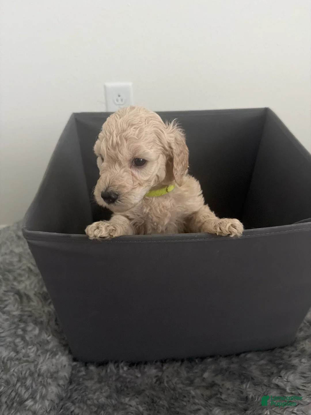 Goldendoodle dogs for sale: Goldendoodle (Blonde) - Ad 1