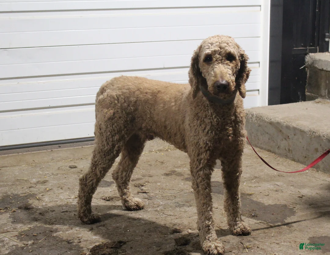 Goldendoodle dogs for sale: Trina - Ad 10
