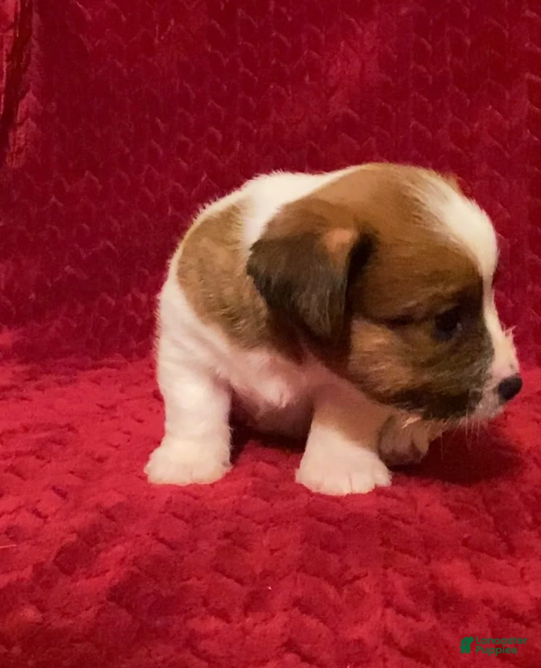 Jack Russell Terrier dogs for sale: Jack Russell Terrier Puppy 1 - Ad 8