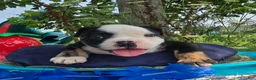 Olde English Bulldogge dogs for sale: Ed - Ad 3