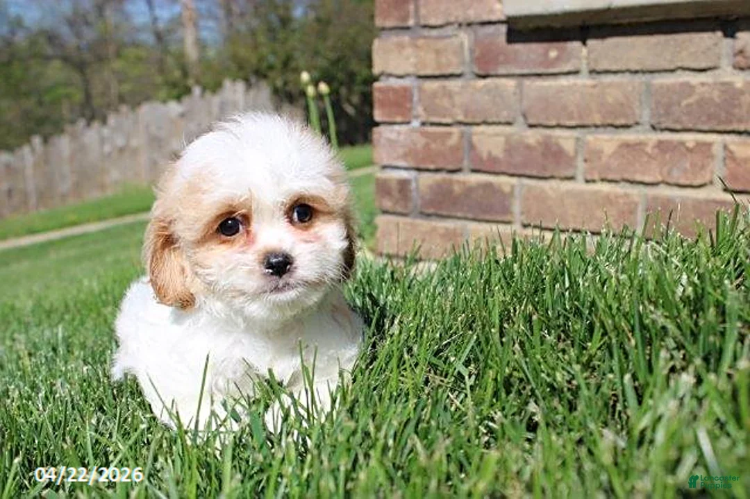 Cavachon dogs for sale: Jenny - Ad 1