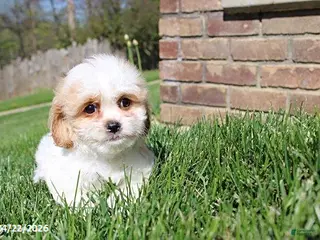 Cavachon dogs for sale: Jenny - Ad 3
