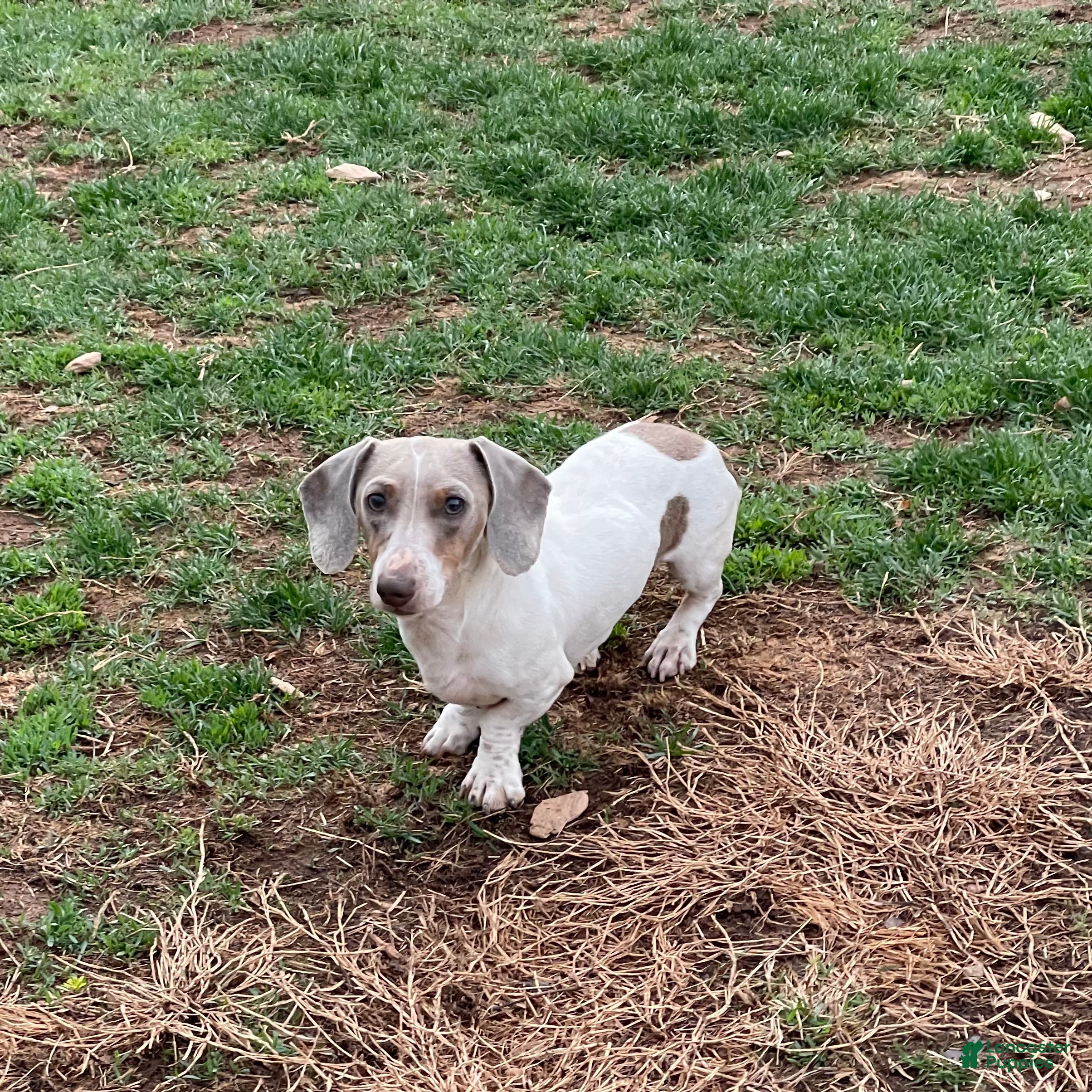 Dachshund dogs Kobe - Ad 22