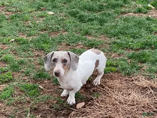 Dachshund dogs Kobe - Ad 26