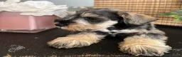 Miniature Schnauzer dogs for sale: Molly - Ad 25