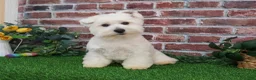 West Highland Terrier dogs for sale: Wren - Ad 7