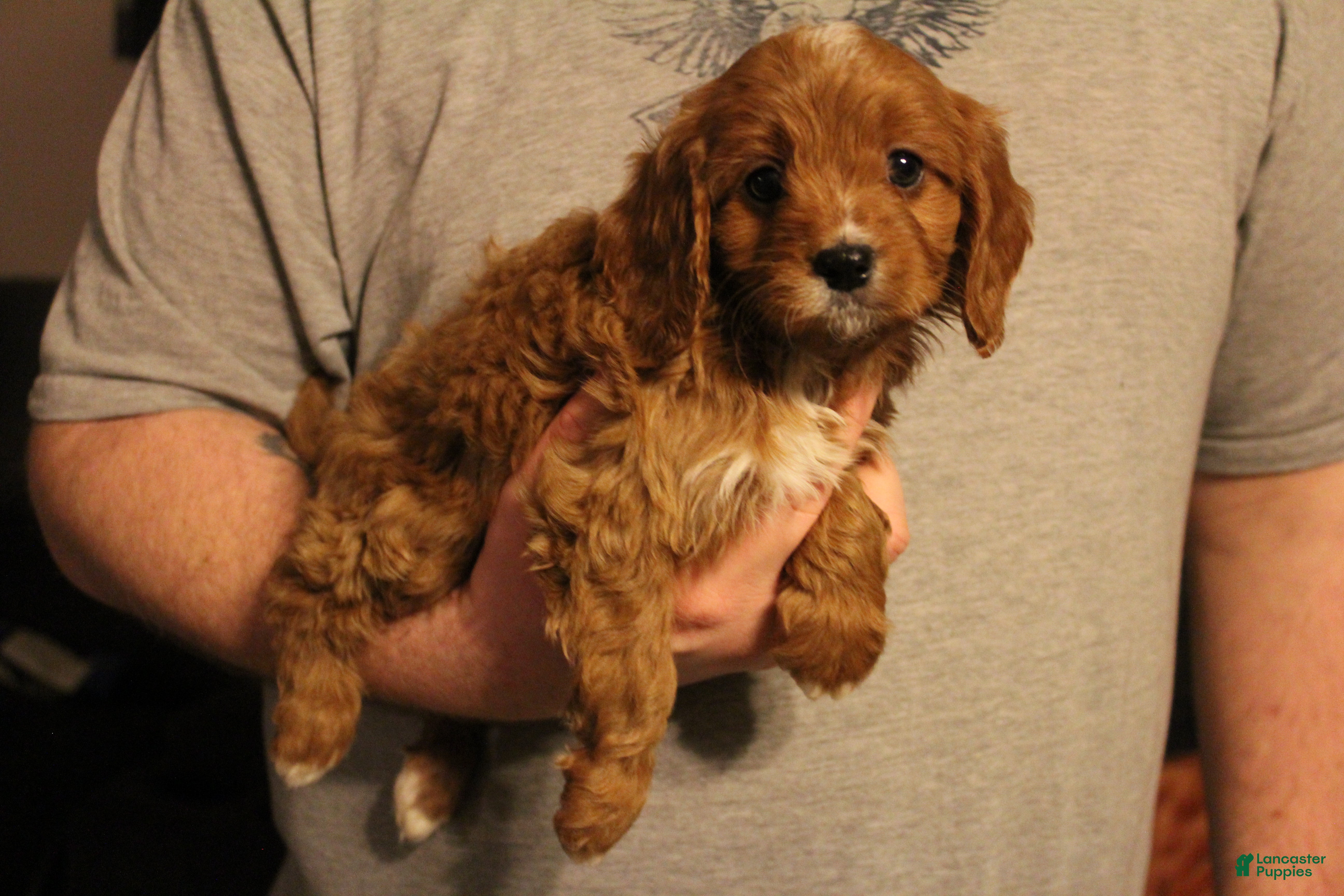 Cavapoo dogs Molly - Ad 1