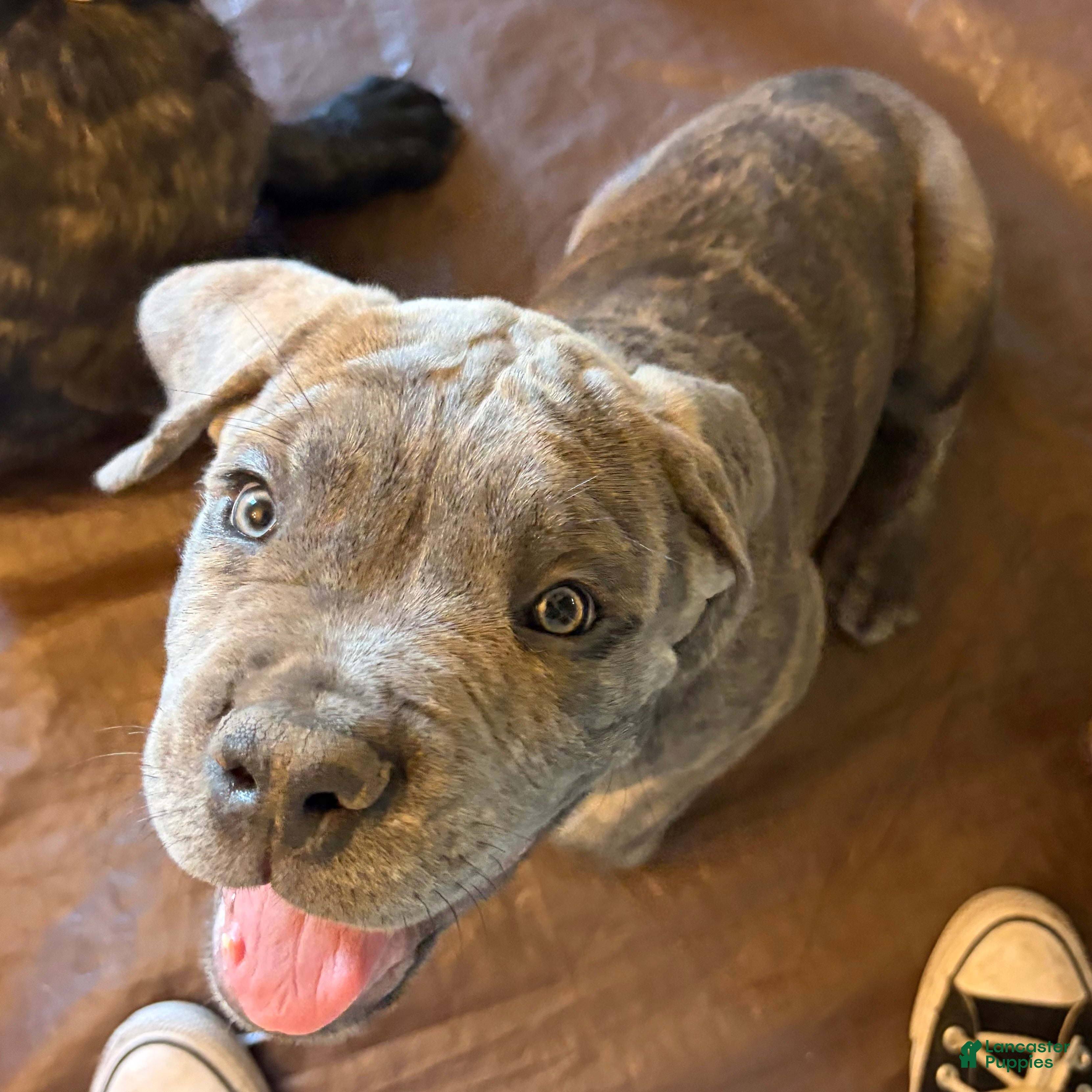 Cane Corso dogs "Scooter" - Ad 1