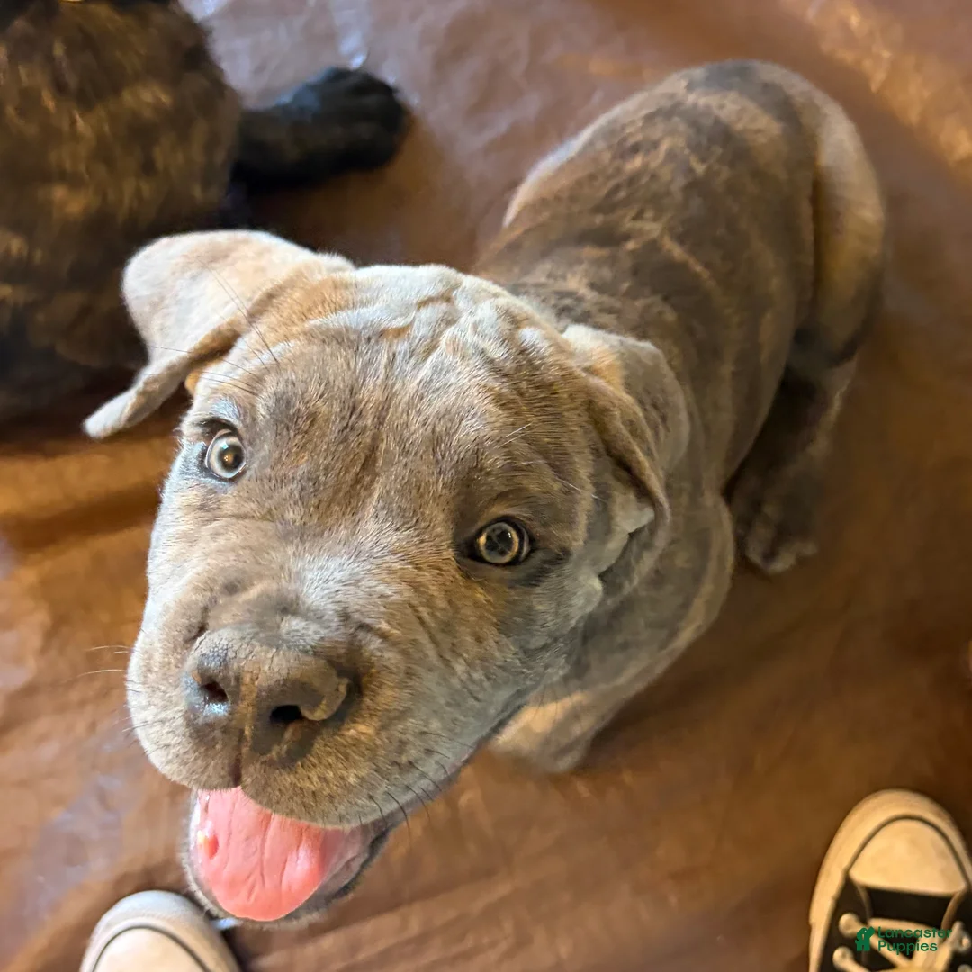 Cane Corso dogs for sale: "Scooter" - Ad 1