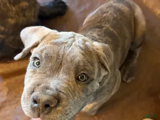 Cane Corso dogs for sale: "Scooter" - Ad 4