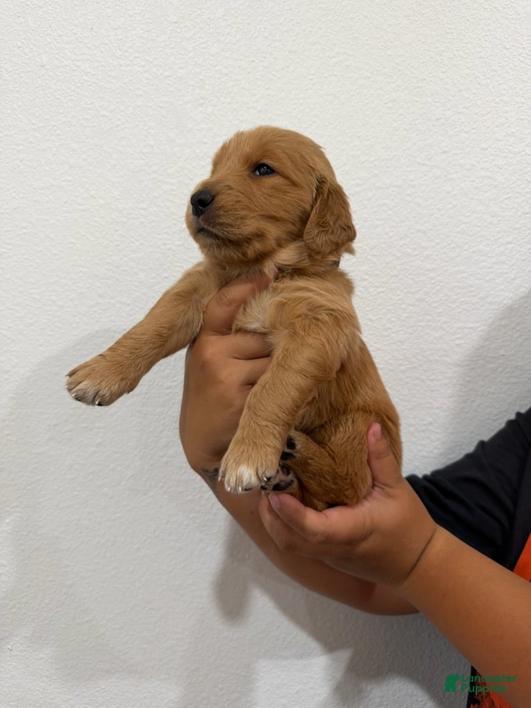 Golden Retriever dogs Black Boy - Ad 2