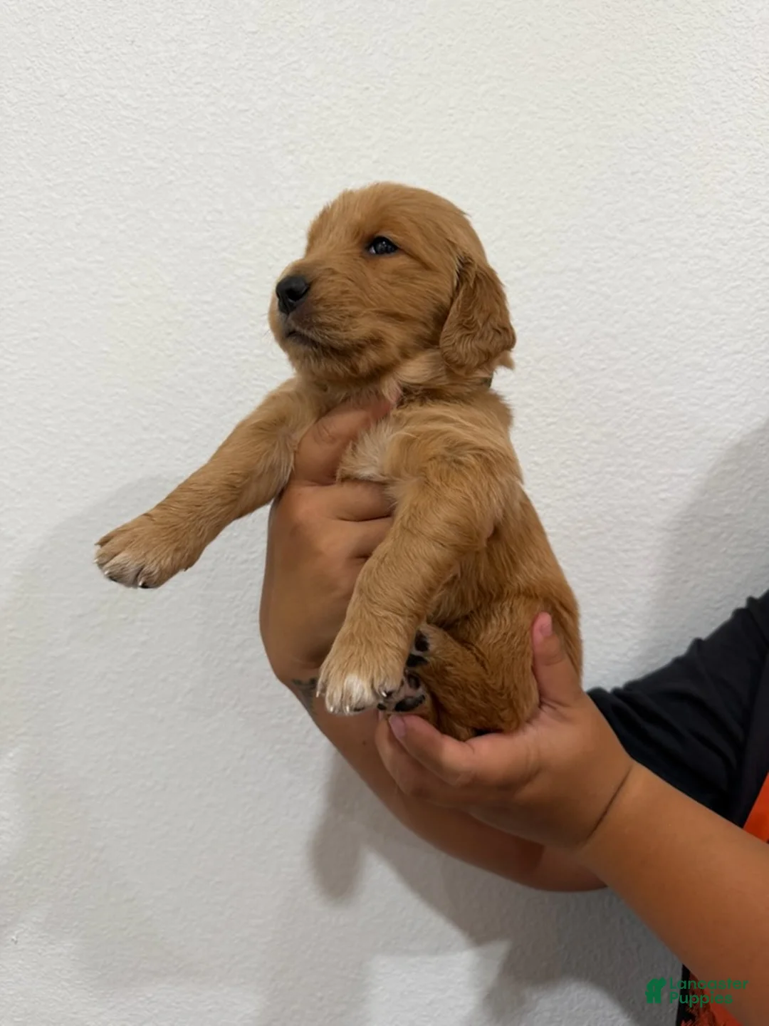 Golden Retriever dogs for sale: Black Boy - Ad 2