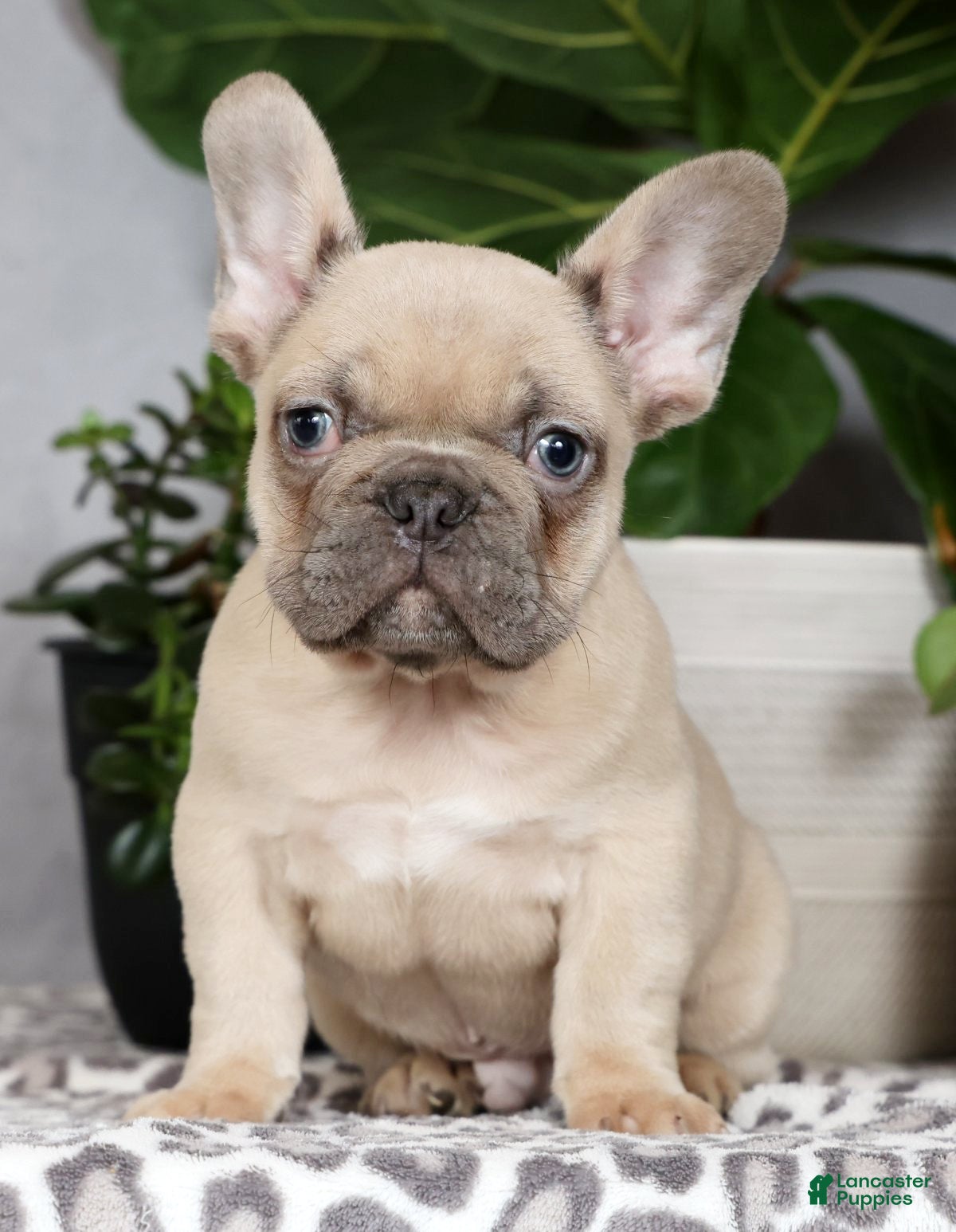 French Bulldog dogs Ulysses - Ad 1