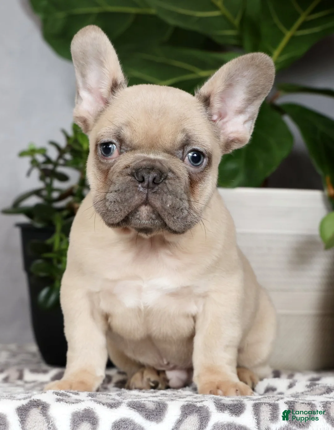 French Bulldog dogs for sale: Ulysses - Ad 1