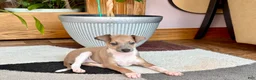 Italian Greyhound dogs for sale: Italian Greyhound male 3 Fawn boy  - Ad 3