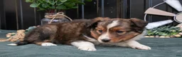Mixed Breed dogs for sale: Fanny - Ad 3