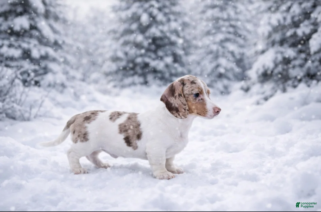 Miniature Dachshund dogs for sale: Miniature Dachshund Puppy 2 - Ad 4