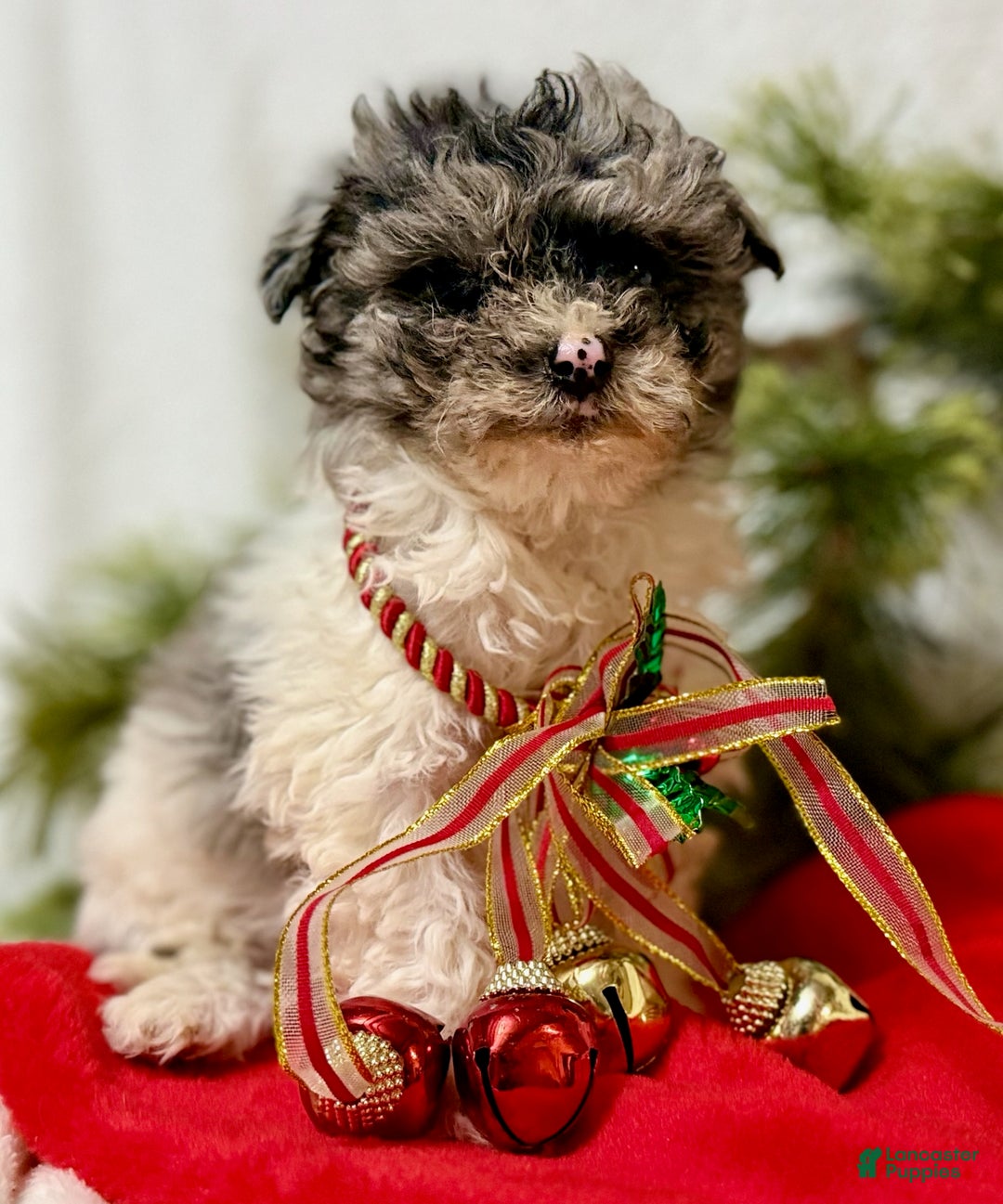 Mini Aussiedoodle dogs for sale: Baby  - Ad 3