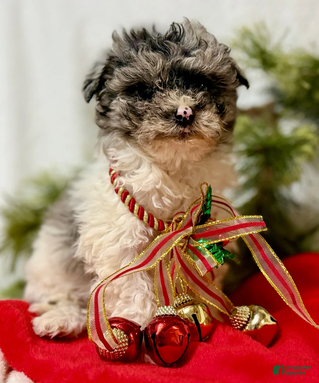 Mini Aussiedoodle dogs for sale: Baby  - Ad 2