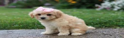 Mixed Breed dogs for sale: Lily - Ad 5