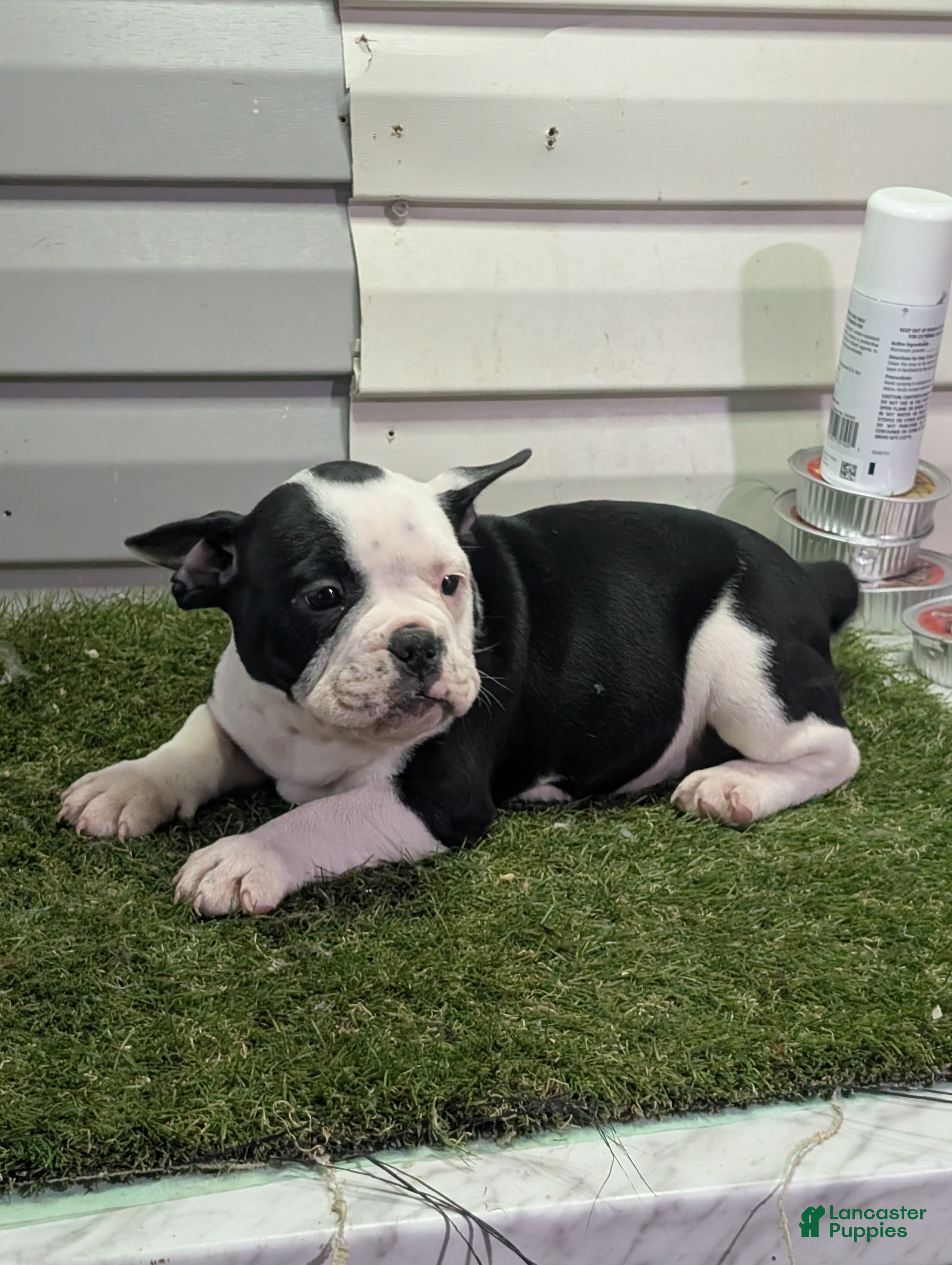 American Bully dogs American Bully Puppy 1 - Ad 31