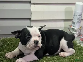 American Bully dogs American Bully Puppy 1 - Ad 31