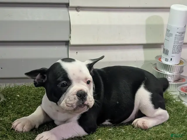 American Bully dogs for sale: American Bully Puppy 1 - Ad 1