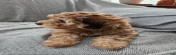 Havapoo dogs for sale: Jordie - Ad 14