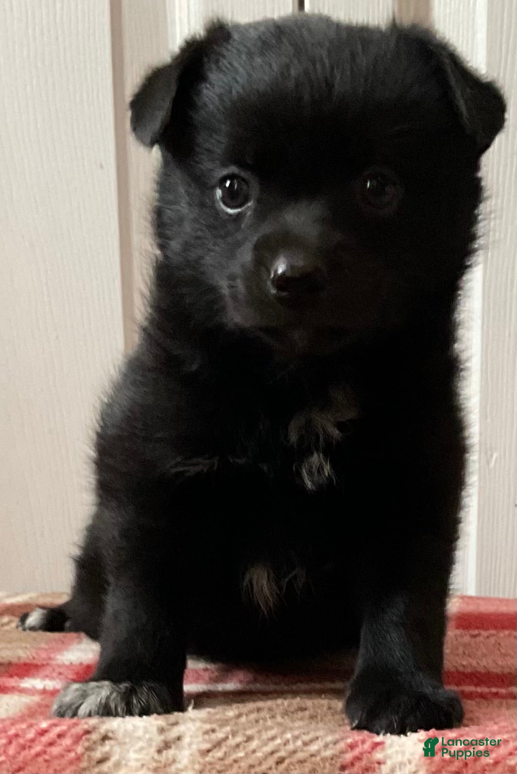 Mixed Breed dogs Lily - Ad 1