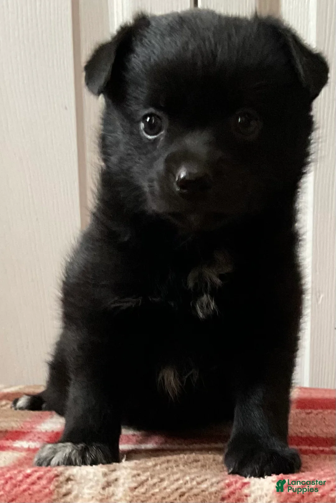 Mixed Breed dogs for sale: Lily - Ad 1