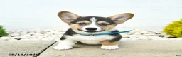 Welsh Corgi Pembroke dogs for sale: Bowe  - Ad 2