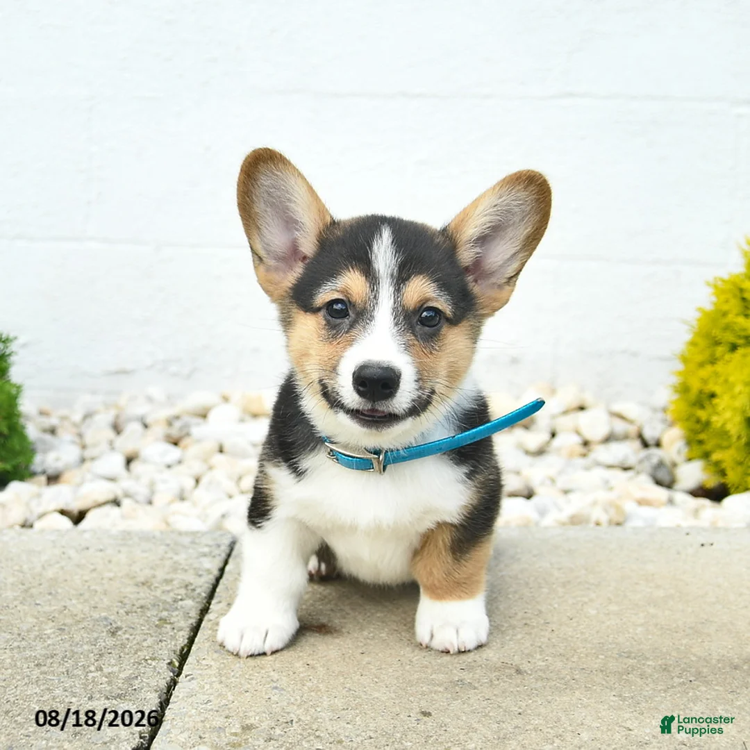 Welsh Corgi Pembroke dogs for sale: Bowe  - Ad 2